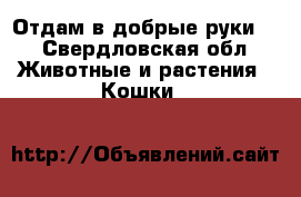 Отдам в добрые руки ! - Свердловская обл. Животные и растения » Кошки   